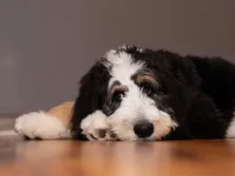 Bernedoodle Puppy Training