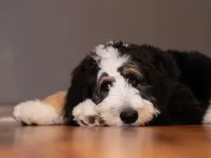 Bernedoodle Puppy Training
