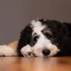 Bernedoodle Puppy Training