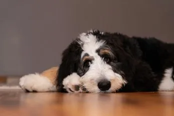 Bernedoodle Puppy Training