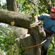 Large Tree Cutting