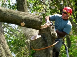 Large Tree Cutting