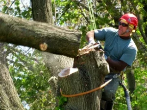 Large Tree Cutting