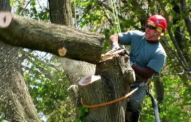 Large Tree Cutting