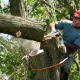 Large Tree Cutting