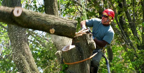Large Tree Cutting