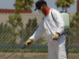 Summer pest problems