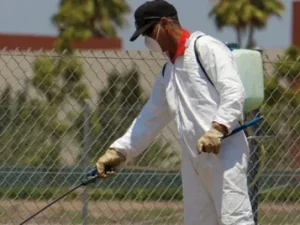 Summer pest problems