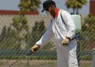 Summer pest problems