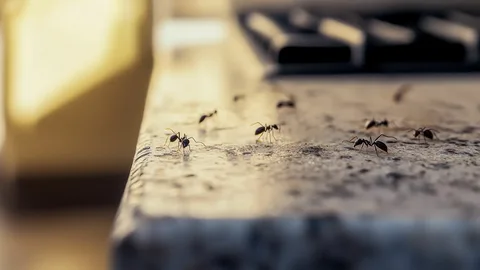 Summer pest problems