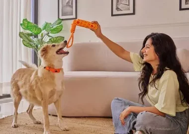 Pet Training