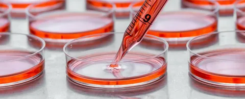 Tissue Lysates vs. Cell Lysates