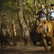 Wildlife Tour