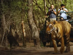 Wildlife Tour