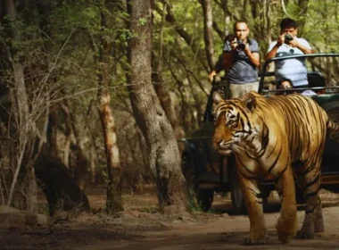 Wildlife Tour