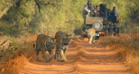 Wildlife Tour