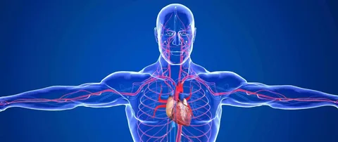 Vascular Health