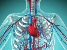 Vascular Health