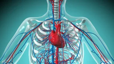 Vascular Health