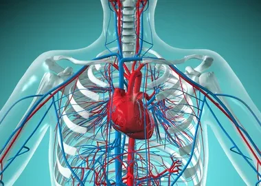 Vascular Health