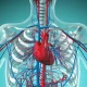 Vascular Health