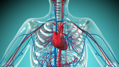 Vascular Health