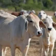 Cattle Reproductive Diseases