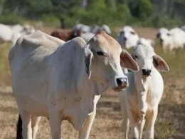 Cattle Reproductive Diseases