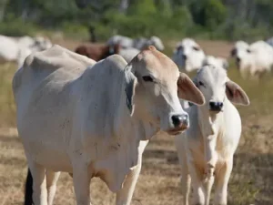 Cattle Reproductive Diseases