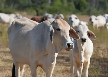 Cattle Reproductive Diseases