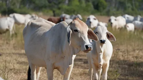 Cattle Reproductive Diseases