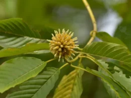 Kratom seeds