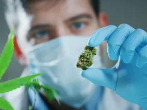 Medical Cannabis