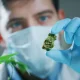 Medical Cannabis