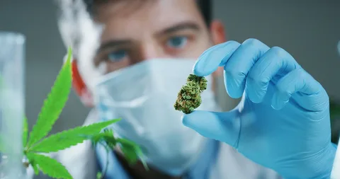 Medical Cannabis