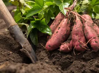 Sweet Potato Vine