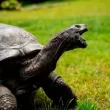 Tortoises Lifespan