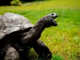Tortoises Lifespan