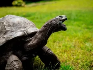 Tortoises Lifespan
