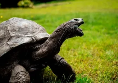 Tortoises Lifespan