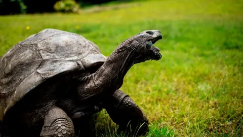 Tortoises Lifespan