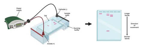 2D gel electrophoresis