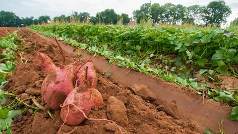 Sweet Potato Vine