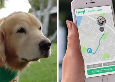 Dog Walking App
