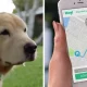 Dog Walking App