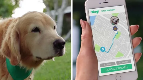 Dog Walking App