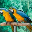 Parrots