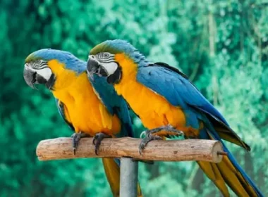 Parrots
