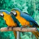 Parrots