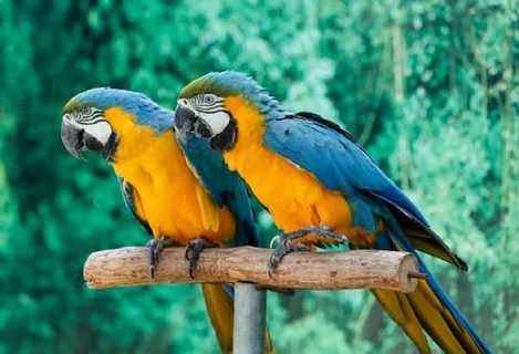 Parrots